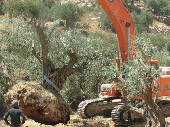 2015_08_17 olive trees uprooted